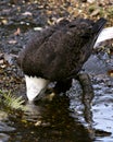 Bald Eagle bird Stock Photo.  Bald Eagle bird close-up profile drinking water with foliage background Royalty Free Stock Photo