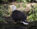 Bald Eagle bird Stock Photo.  Bald Eagle bird close-up profile perched on a log with bokeh background. Bald Eagle image Royalty Free Stock Photo