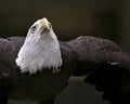 Bald Eagle Bird Stock Photos. Image. Portrait. Picture. Flying bird. Looking towards the sky. Head close-up profile view. Black Royalty Free Stock Photo