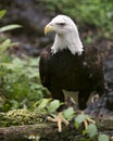 Bald Eagle Bird Stock Photos. Image. Portrait. Picture. Foliage background. Perched on log Royalty Free Stock Photo