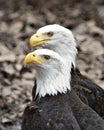 Bald Eagle Bird Stock Photos. Image. Portrait. Picture. Head close-up of two bald eagles. Bokeh background