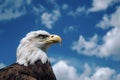 Bald Eagle with blue sky background. Gorgeous eagle - bird of prey. Wild eagle portrait on blue sky background