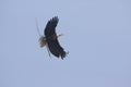 Bald eagle bringing stick to nest Royalty Free Stock Photo
