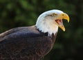 Bald Eagle calling Royalty Free Stock Photo