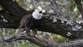 Bald eagle calling from tree top Royalty Free Stock Photo