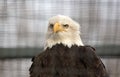 Bald eagle in captivity