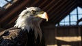 Patriotic Eagle In Barn: Backlit Photography With Soft-focus Technique