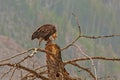 Bald Eagle Capturing a Feather Royalty Free Stock Photo