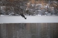 Bald eagle catch a cormorant as food