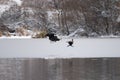 Bald eagle catch a cormorant as food