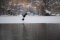 Bald eagle catch a cormorant as food