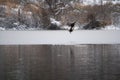 Bald eagle catch a cormorant as food