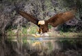 Bald Eagle Catching a Fish Royalty Free Stock Photo