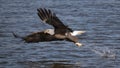 Bald Eagle catching fish over river closeup Royalty Free Stock Photo