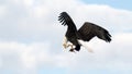 Bald Eagle catching fish over river closeup Royalty Free Stock Photo