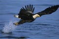 Bald Eagle catching fish in river Royalty Free Stock Photo