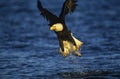 Bald Eagle catching fish in river Royalty Free Stock Photo