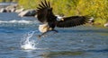 bald eagle catching a fish in a river Royalty Free Stock Photo