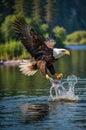 Bald Eagle Catching Fish in River with Sharp Talons and Splashing Water Royalty Free Stock Photo