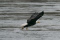 Bald Eagle catching fish from the Susquehanna River in Maryland Royalty Free Stock Photo