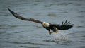 Bald Eagle catching fish from the Susquehanna River in Maryland Royalty Free Stock Photo
