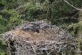 Bald Eagle chick in a nest in a tree Newfoundland Canada Royalty Free Stock Photo