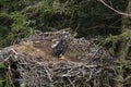 Bald Eagle chick in a nest in a tree Newfoundland Canada Royalty Free Stock Photo