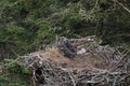 Bald Eagle chick in a nest in a tree Newfoundland Canada Royalty Free Stock Photo