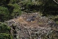Bald Eagle chick in a nest in a tree Newfoundland Canada Royalty Free Stock Photo