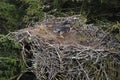 Bald Eagle chick in a nest in a tree Newfoundland Canada Royalty Free Stock Photo