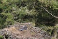 Bald Eagle chick in a nest in a tree Newfoundland Canada Royalty Free Stock Photo