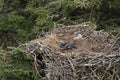 Bald Eagle chick in a nest in a tree Newfoundland Canada Royalty Free Stock Photo