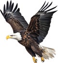 Bald eagle, Close-up colored-pencil sketch of a Bald eagle. AI-Generated. Royalty Free Stock Photo