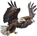 Bald eagle, Close-up colored-pencil sketch of a Bald eagle. AI-Generated. Royalty Free Stock Photo
