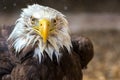 Bald eagle in close-up. Dynamic eagle face on to camera