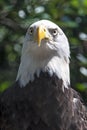 Bald Eagle close up.