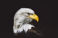 Bald eagle, close up of head. Haliaeetus leucocephalus. Bird of prey found in North America. Sea eagle on black background Royalty Free Stock Photo