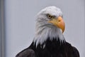 Bald eagle close up portrait Royalty Free Stock Photo