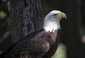 Bald eagle Royalty Free Stock Photo