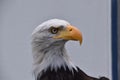 Bald eagle close up portrait Royalty Free Stock Photo