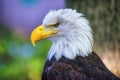 Bald Eagle, close-up side view Royalty Free Stock Photo
