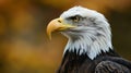 Bald eagle, closeup. A closeup of a (bald ) sea eagle. AI Generative Royalty Free Stock Photo