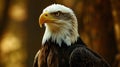 Bald eagle, closeup. A closeup of a (bald ) sea eagle. AI Generative Royalty Free Stock Photo