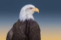 Bald Eagle Closeup