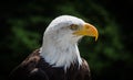 A bald eagle closeup in a falcrony in saarburg, copy space Royalty Free Stock Photo