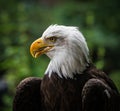 A bald eagle closeup in a falcrony in saarburg, copy space Royalty Free Stock Photo