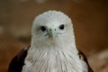 Bald Eagle closeup at VOC park
