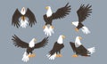 Bald Eagle Collection, Pride, Power Predatory Bird in Various Poses Vector Illustration