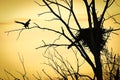 Bald Eagle comes in for a two point landing at sunset as it looks at its eaglets in its nest. Royalty Free Stock Photo