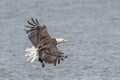 Bald eagle coming in for a landing at Bombay Hook NWR in Delaware Royalty Free Stock Photo